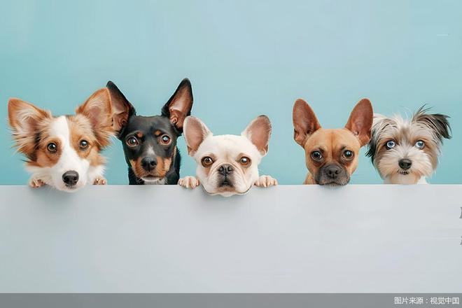 半 宠物鲜食的风口迷局麻将胡了派特鲜生关